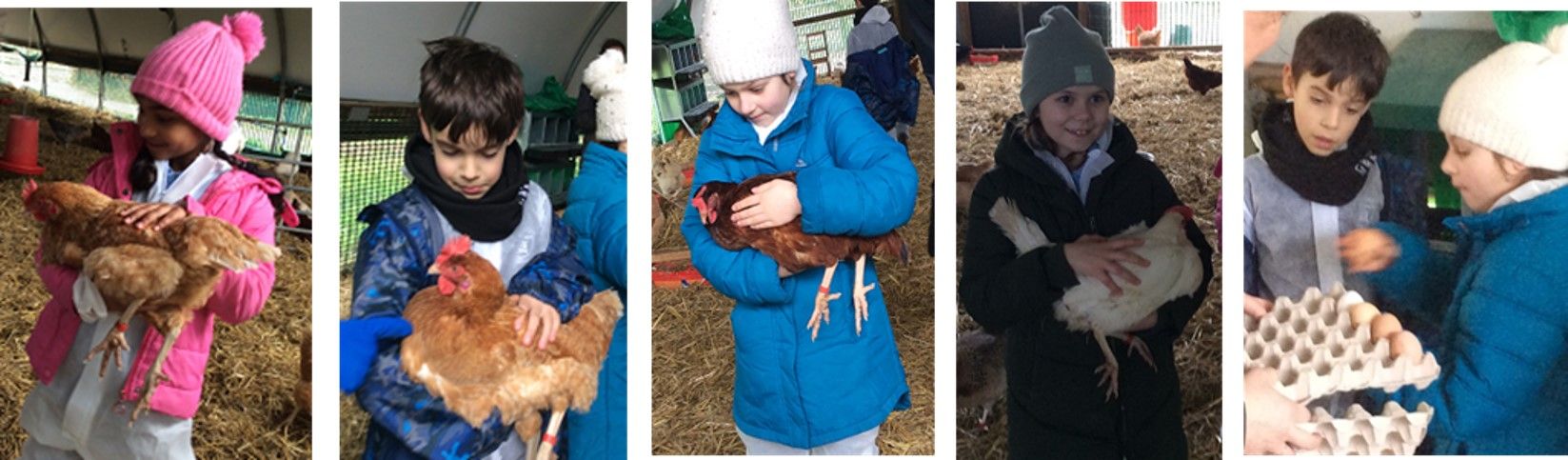 Chicken 2