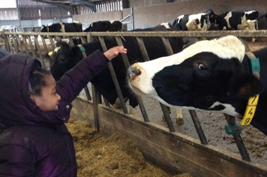 cow 1