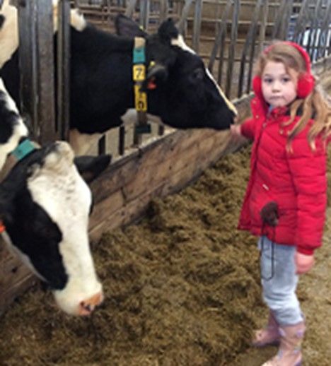 cow 2